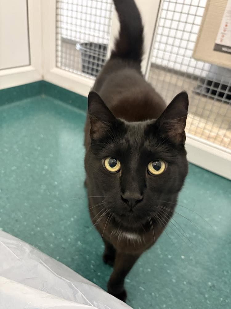 Maverick — Domestic Cat