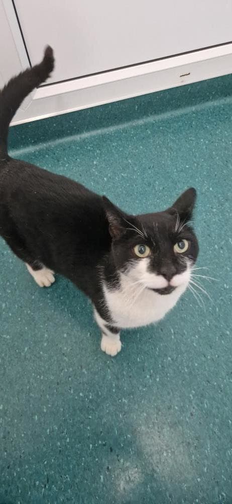 Batman — Domestic Cat