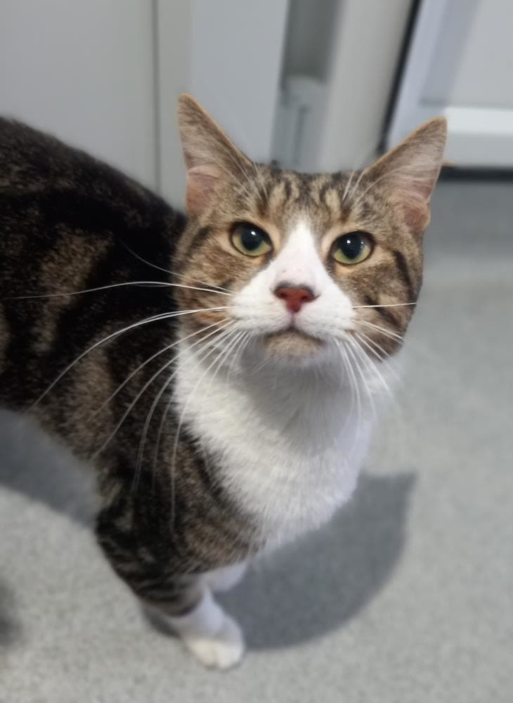 China — Domestic Cat