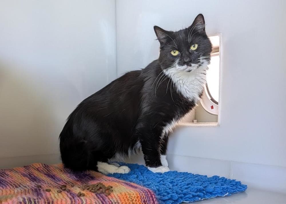 Stitch — Domestic Cat