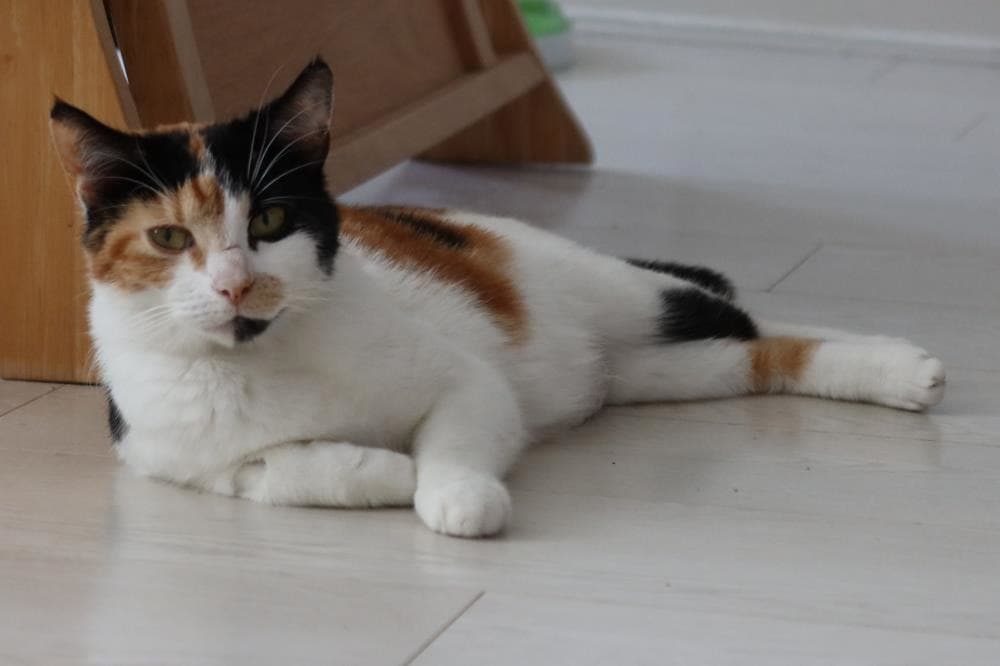 Didi — Domestic Cat