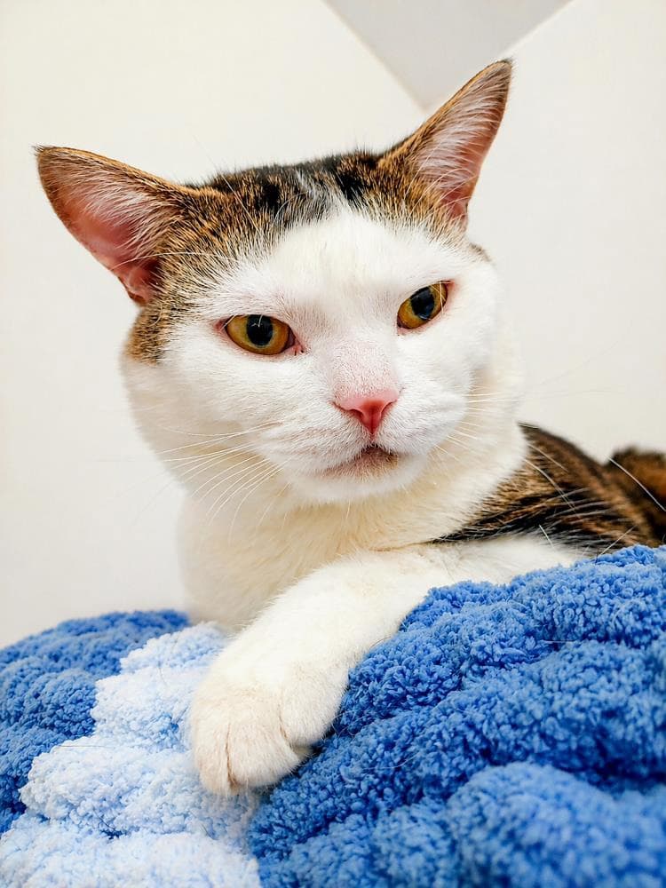 Binx — Domestic Cat