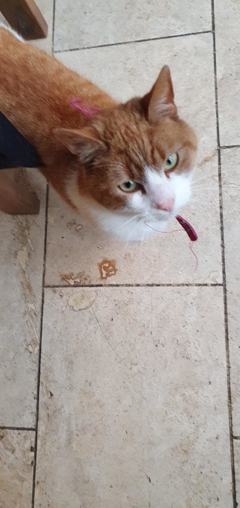 Fred — Domestic Cat