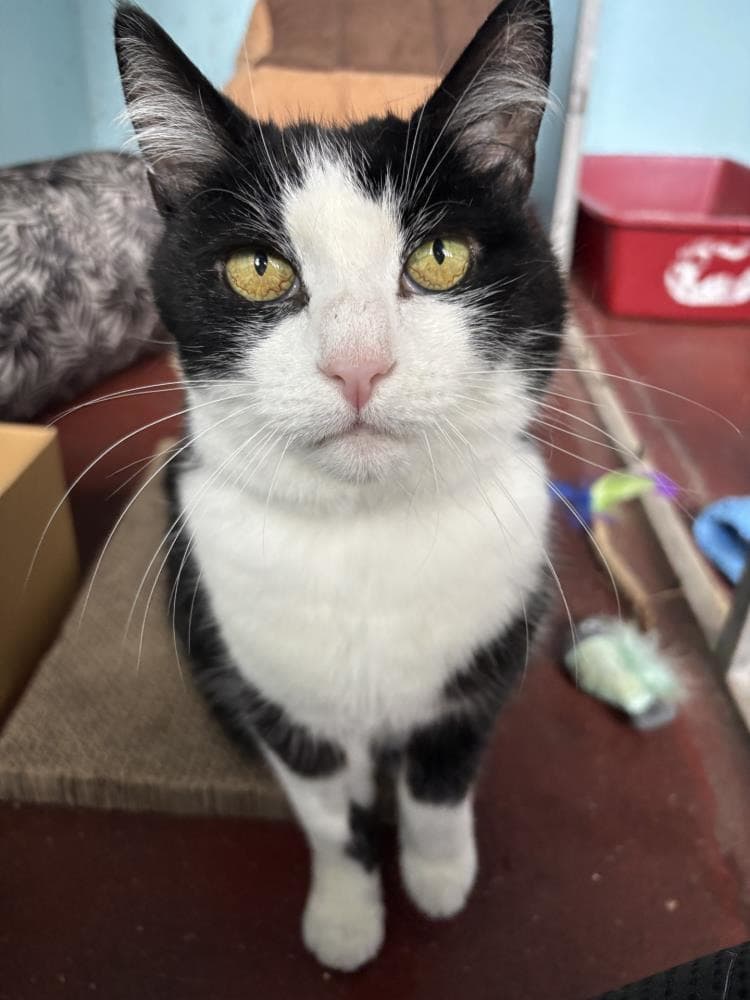 Wilfred — Domestic Cat