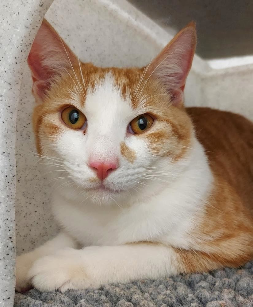 Logan — Domestic Cat