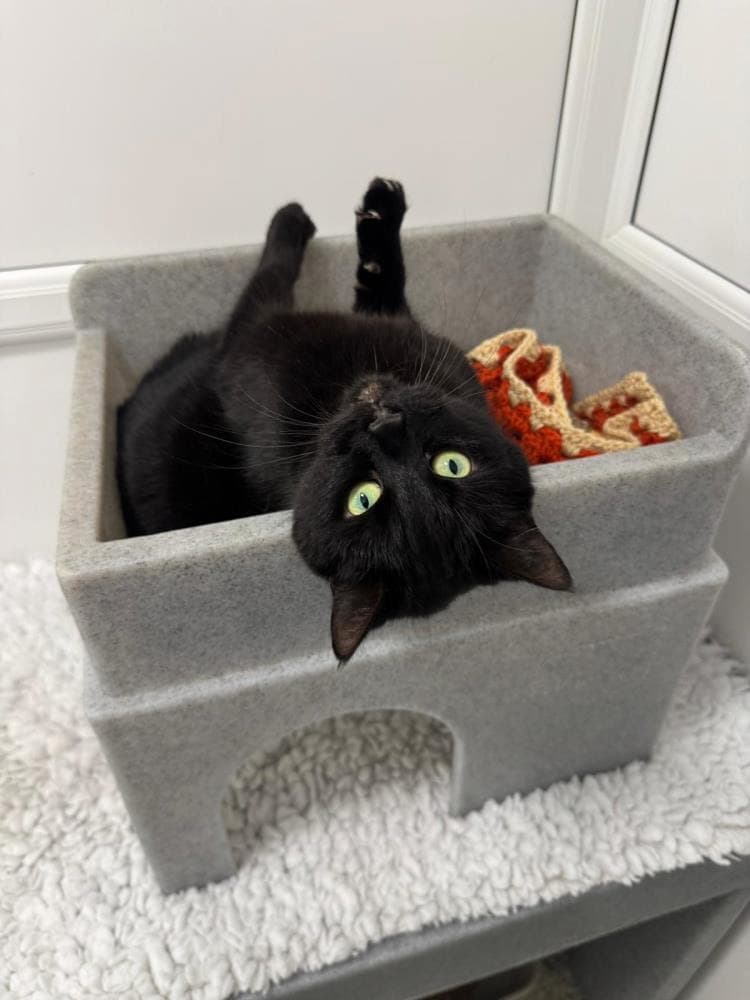 Tilly 785255 — Domestic Cat