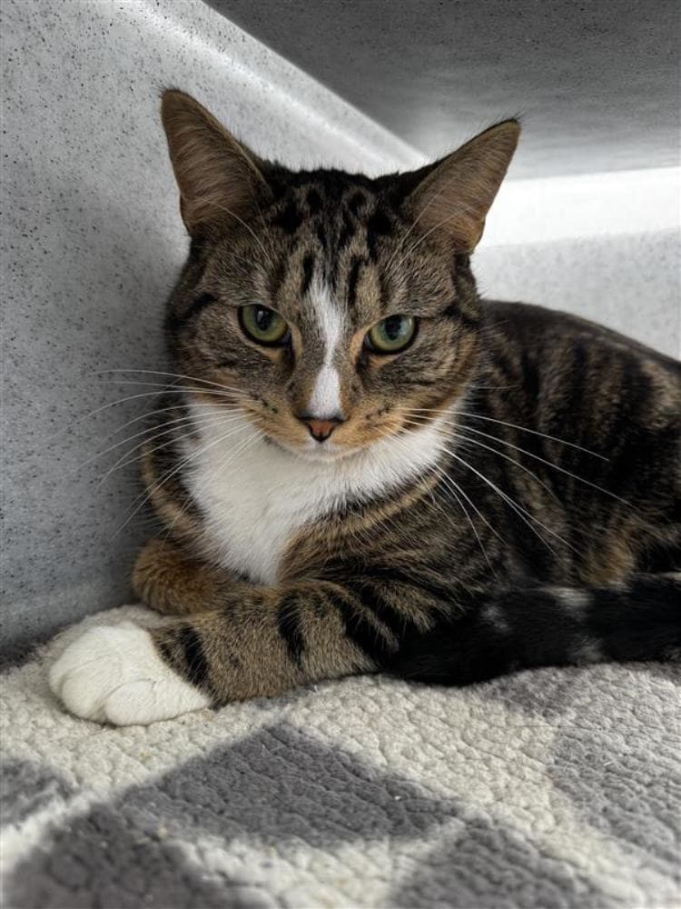 Gerbert — Domestic Cat