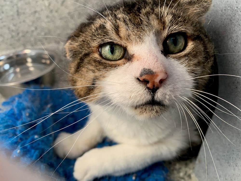 Otso — Domestic Cat