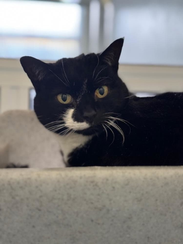 Gloria — Domestic Cat