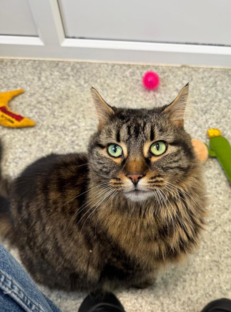 Bella — Domestic Cat