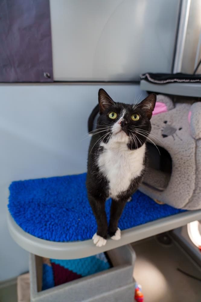 Felix — Domestic Cat