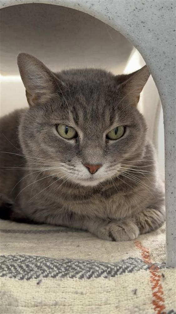 Charlie — Domestic Cat