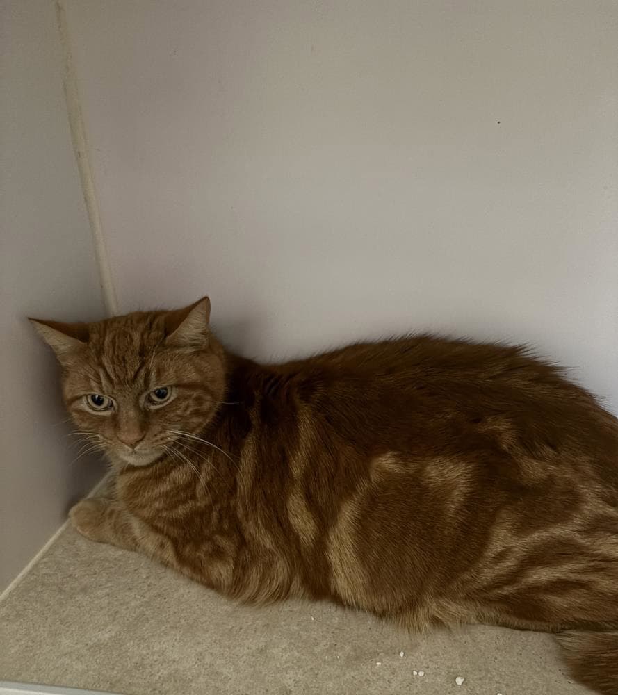 Wimpy — Domestic Cat