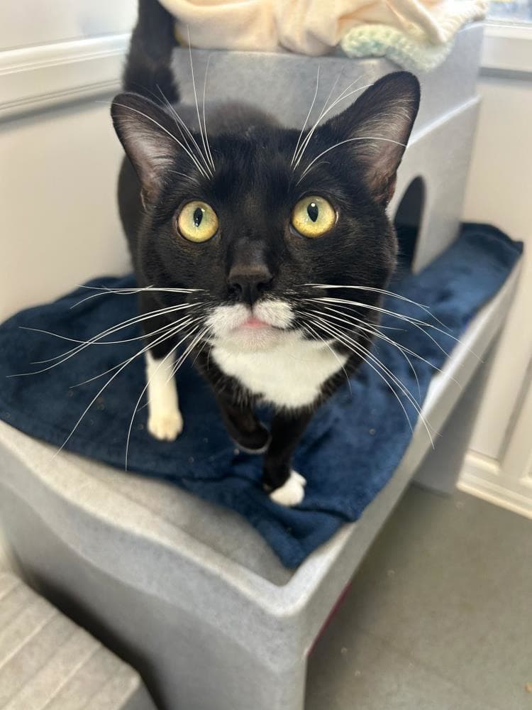 Stanley — Domestic Cat