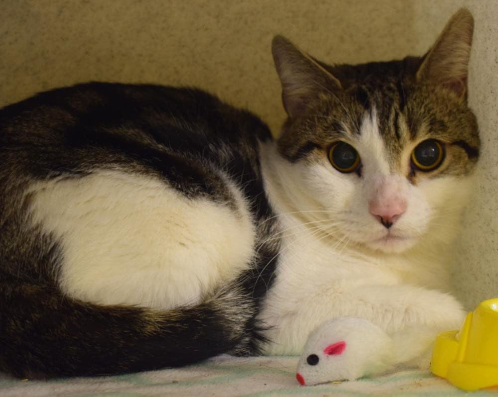 Ola — Domestic Cat