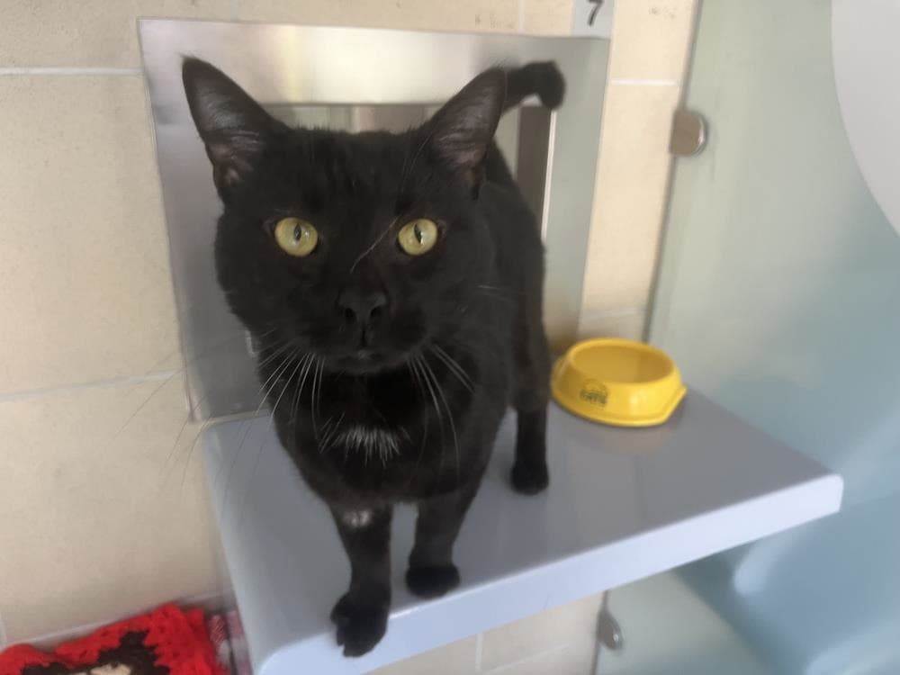 Rex — Domestic Cat