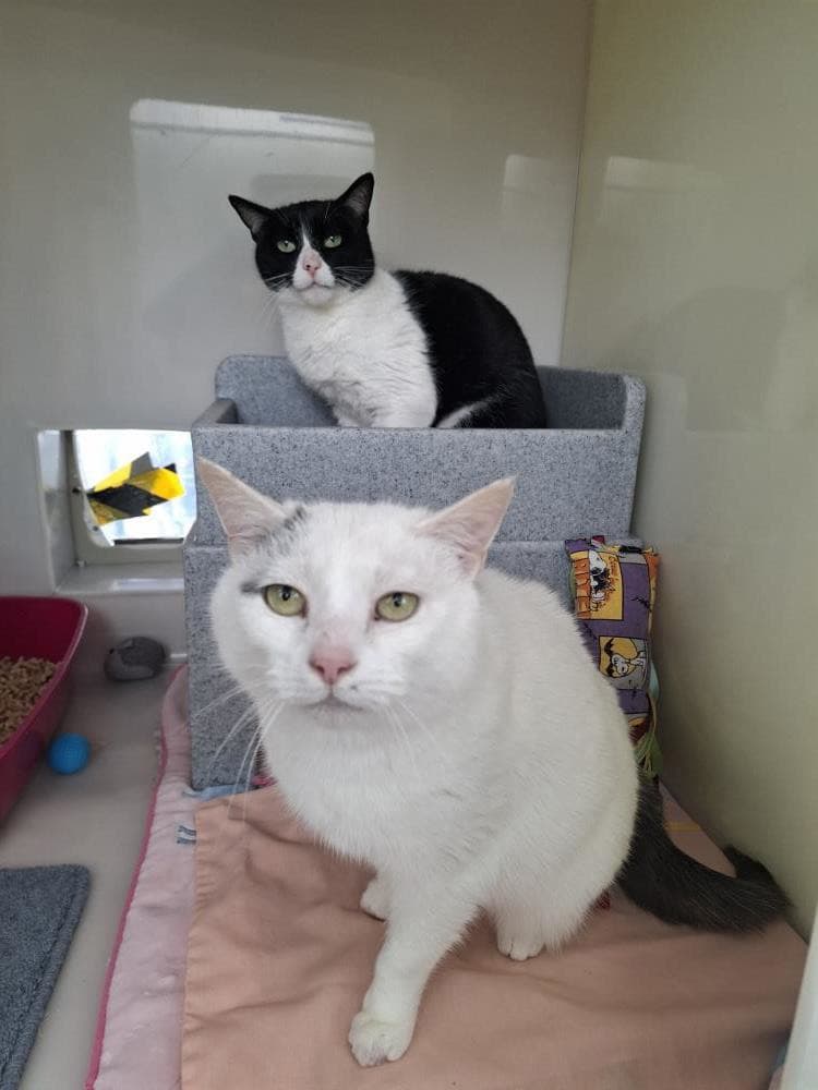 Bluto — Domestic Cat