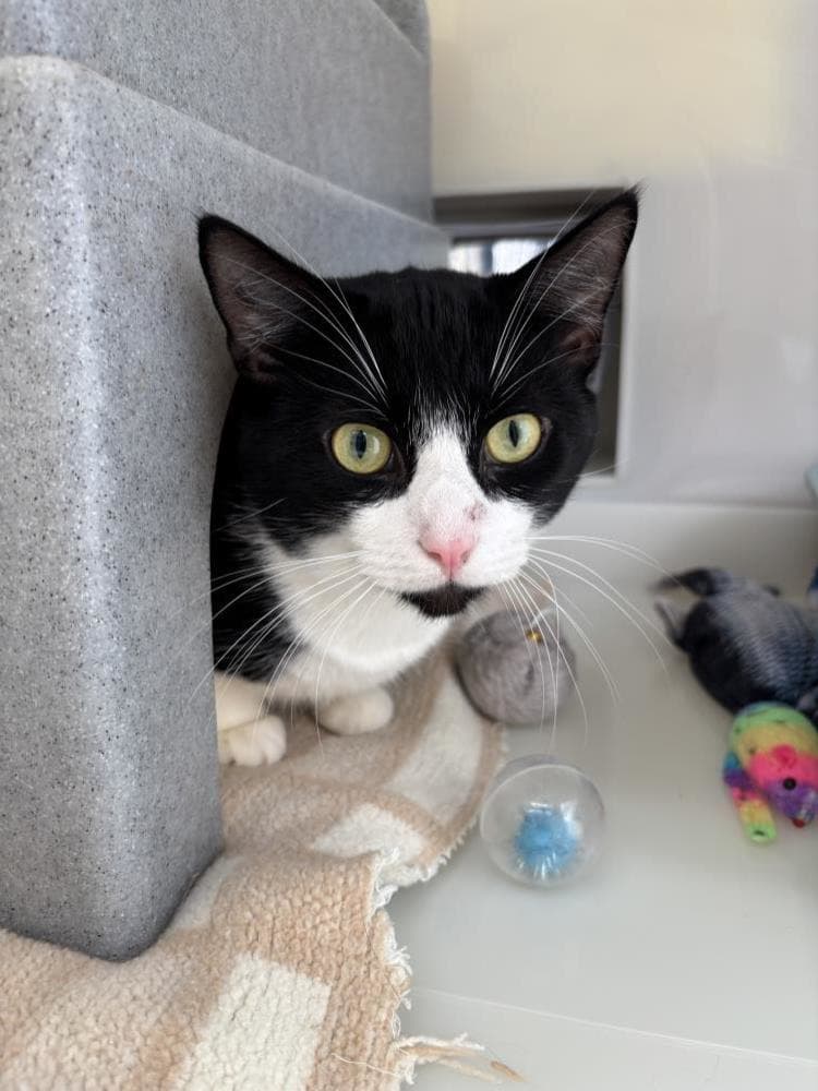 Onyx — Domestic Cat