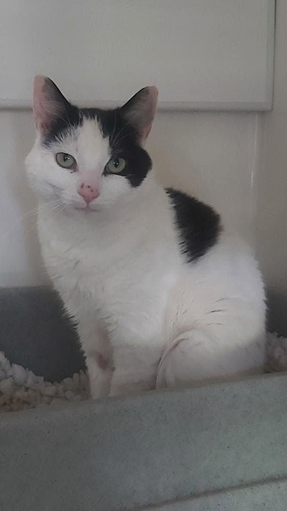 Speckles — Domestic Cat