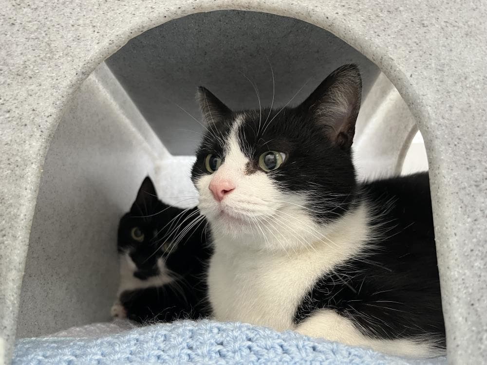 Flash — Domestic Cat