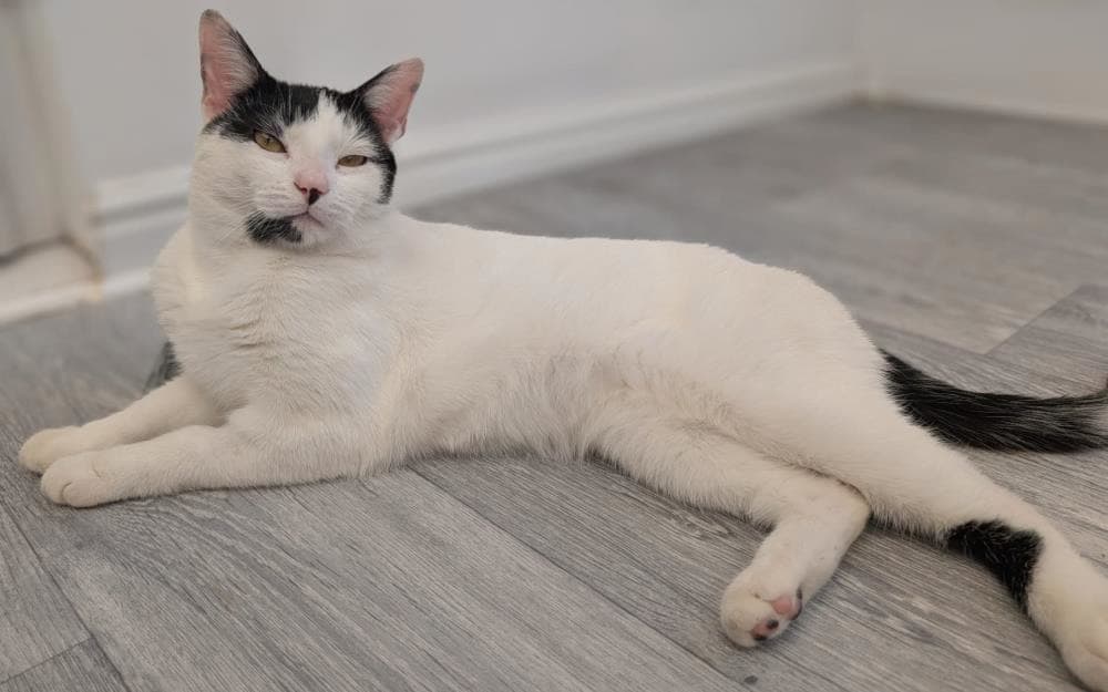 Marty — Domestic Cat