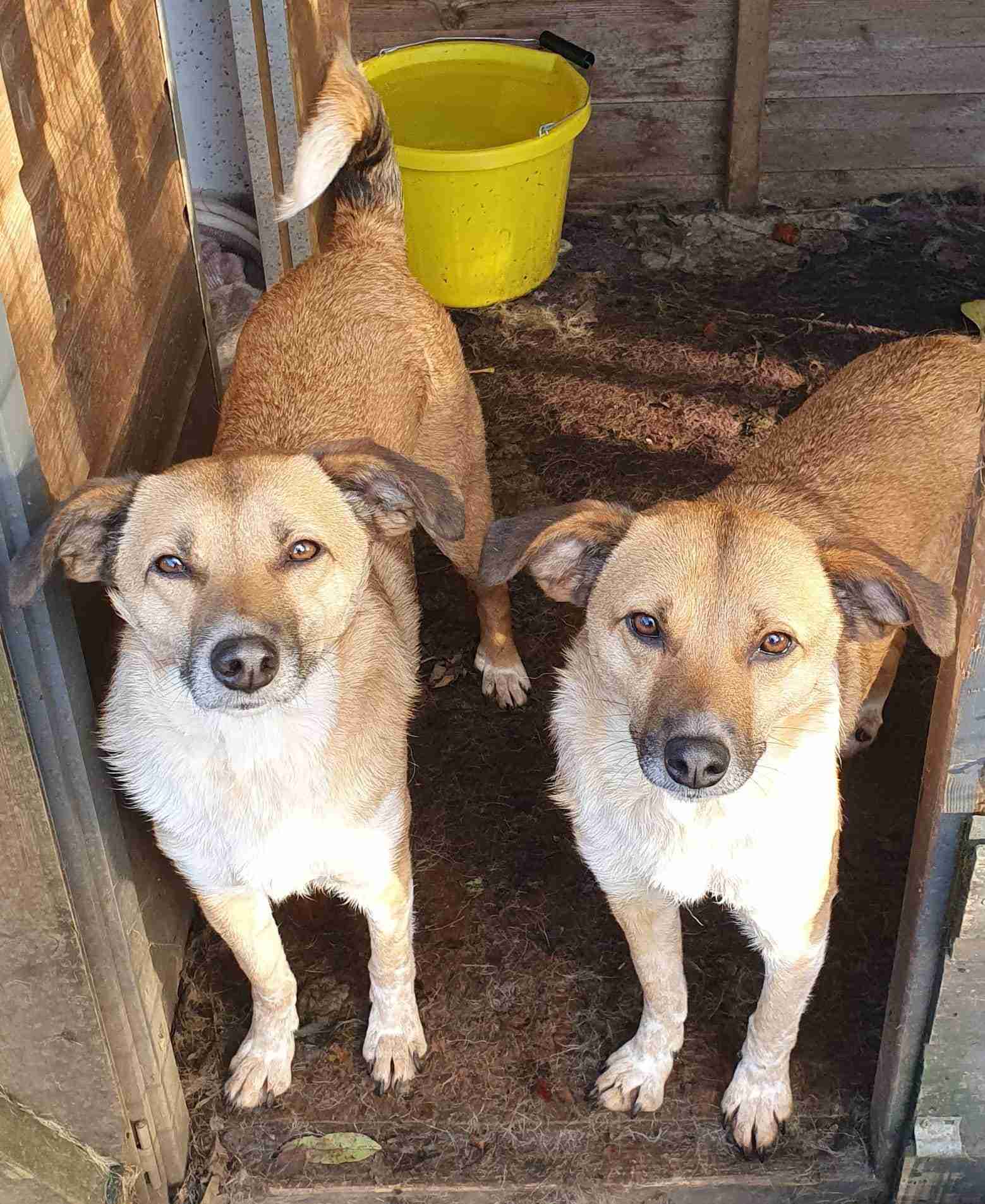 Tessa and Tosca — Cross-breeds