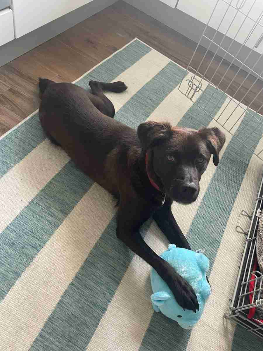 Jake — Cross-breed