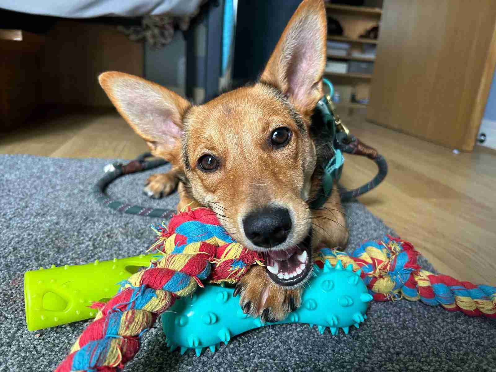 Minnie — Cross-breed