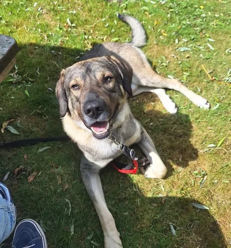 Bodie — Labrador Retriever Cross