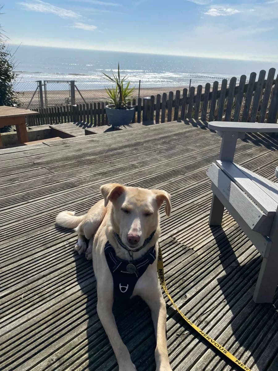 Willow — Cross-breed