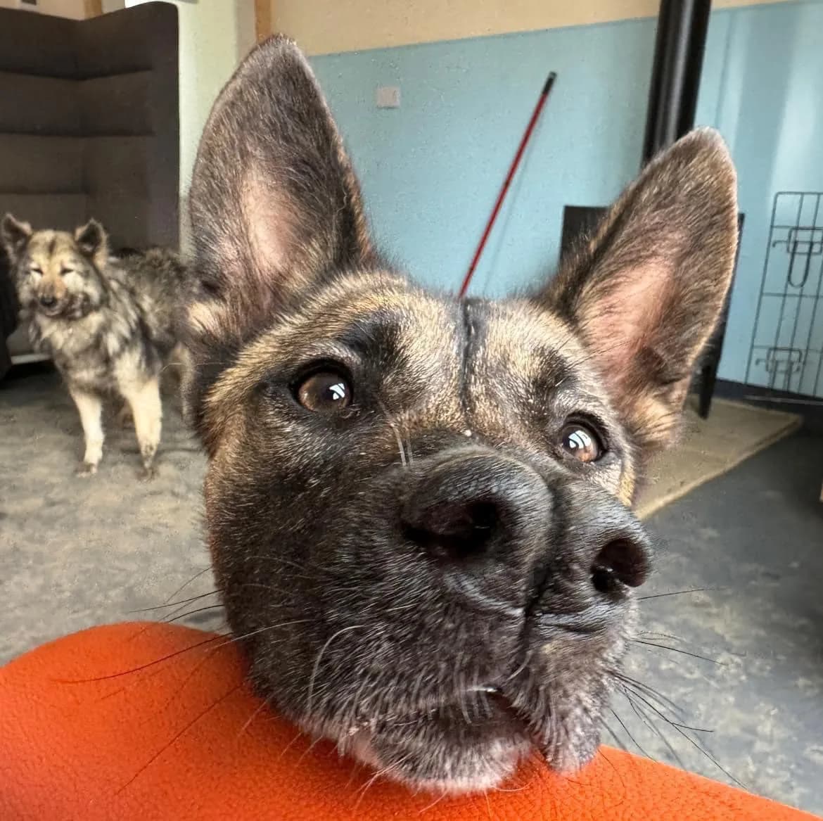 Coyote — Cross-breed