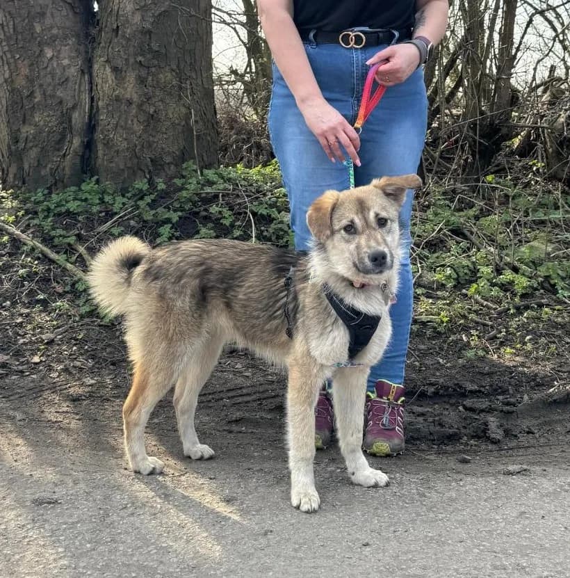 Lucy — Cross-breed