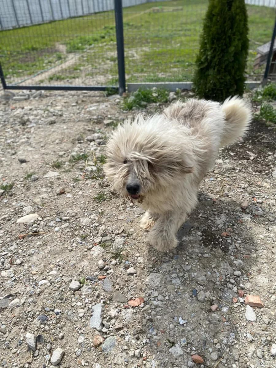 Amos — Mioritic Shepherd