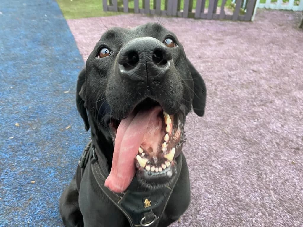 Lenny — Labrador Retriever Cross