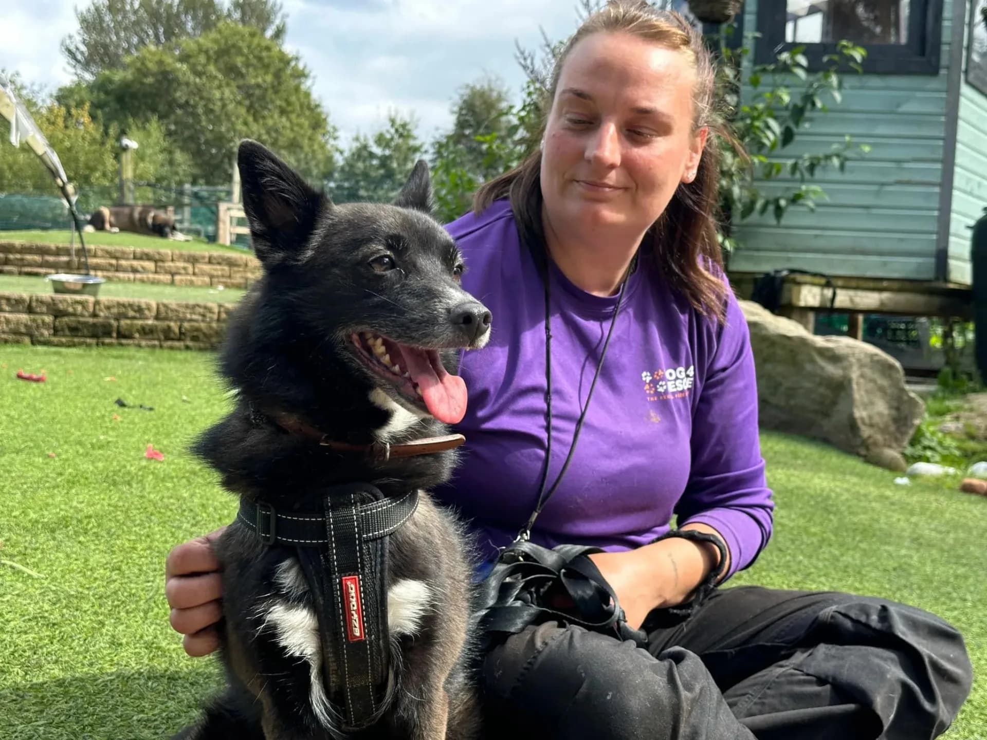 Heidi — Schipperke Cross