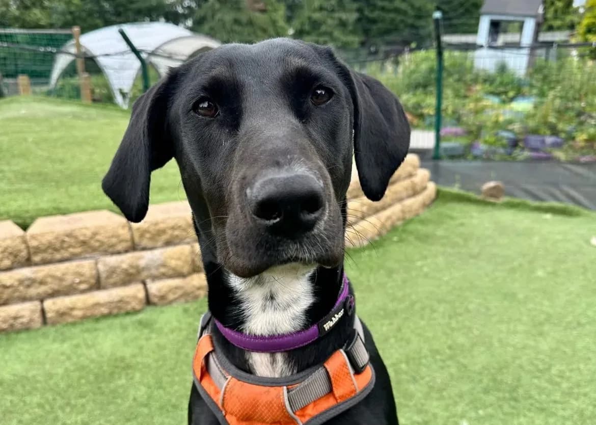 Ozzy — Pointer Cross