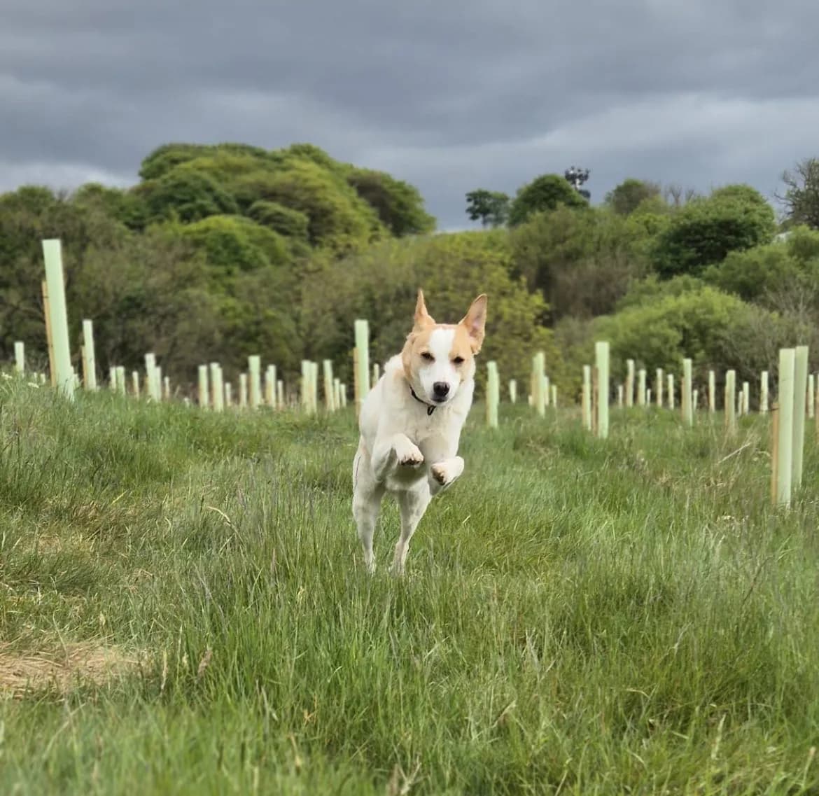 Goran — Cross-breed