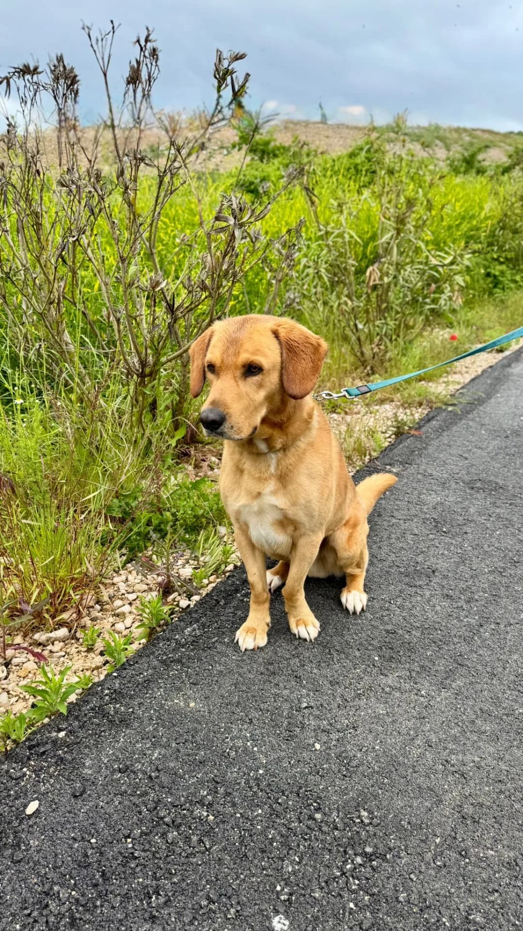 Zeus — Cross-breed