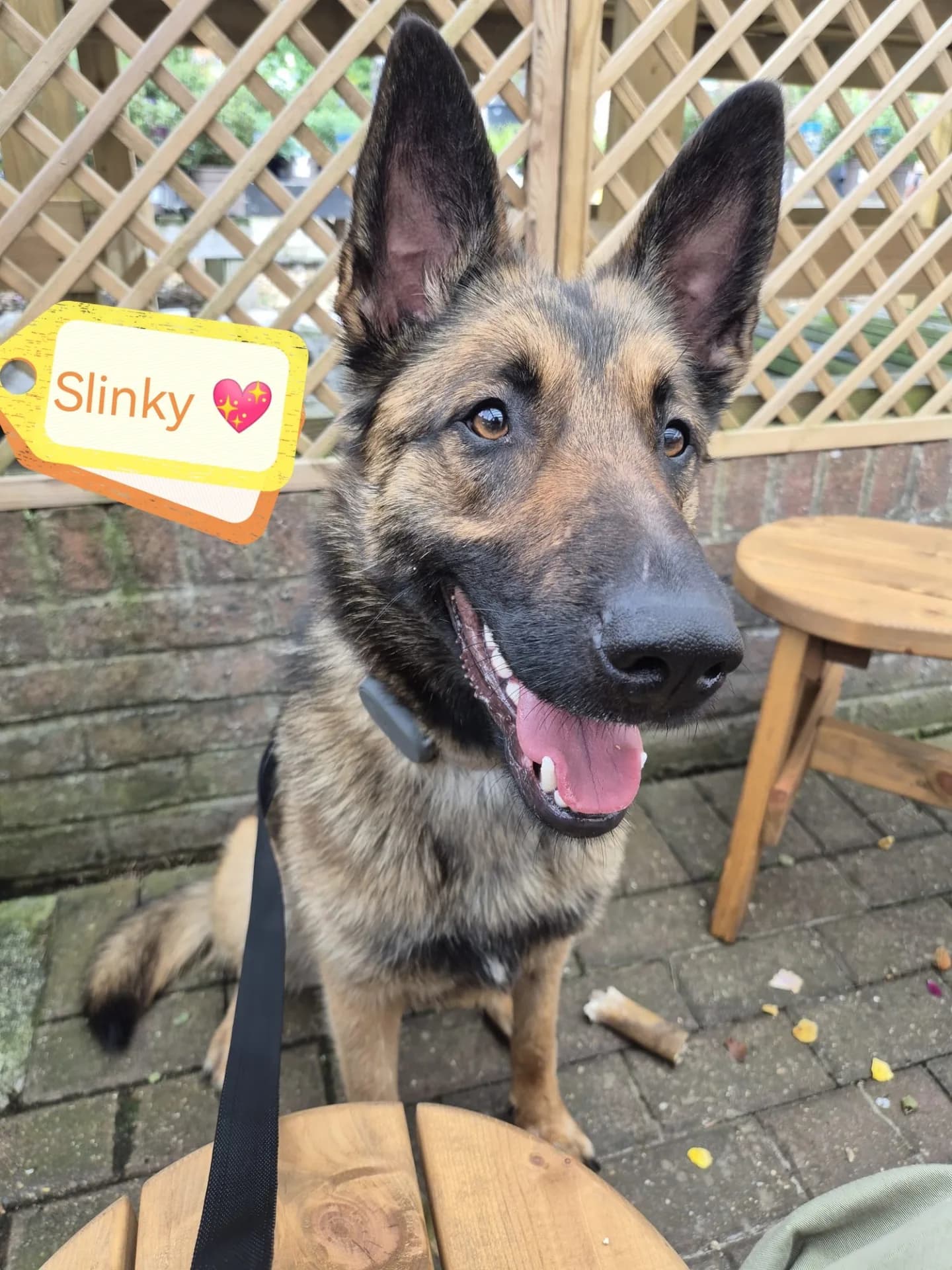 Slinky — German Shepherd