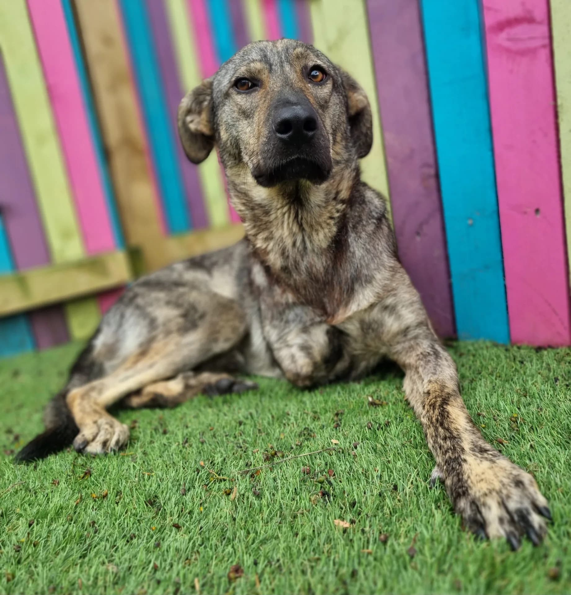 Ronnie — Cross-breed