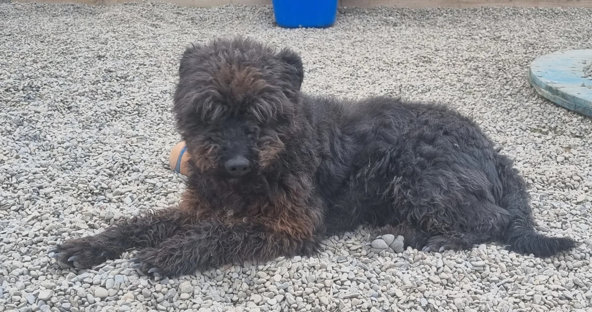 Dave — Cross-breed