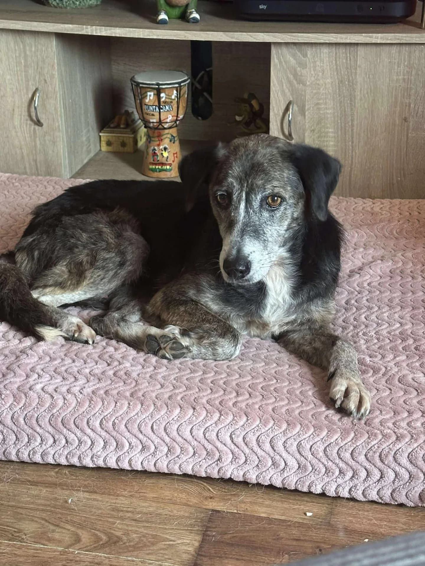 Suzy — Cross-breed