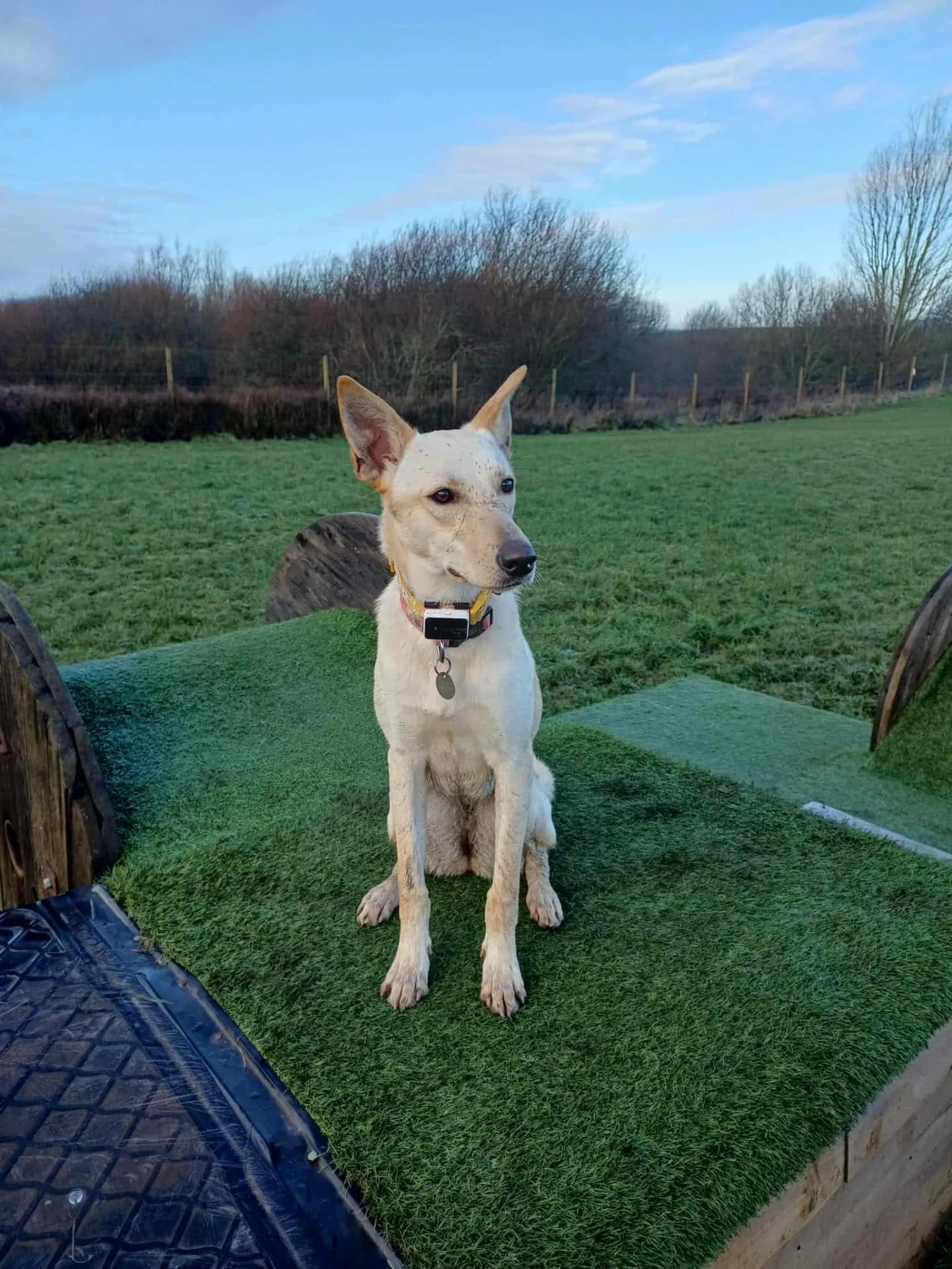 Brooklyn — Alsatian Cross