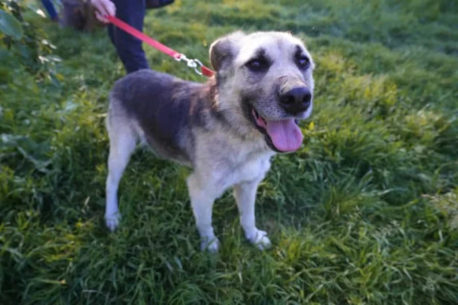 Buddy — Cross-breed