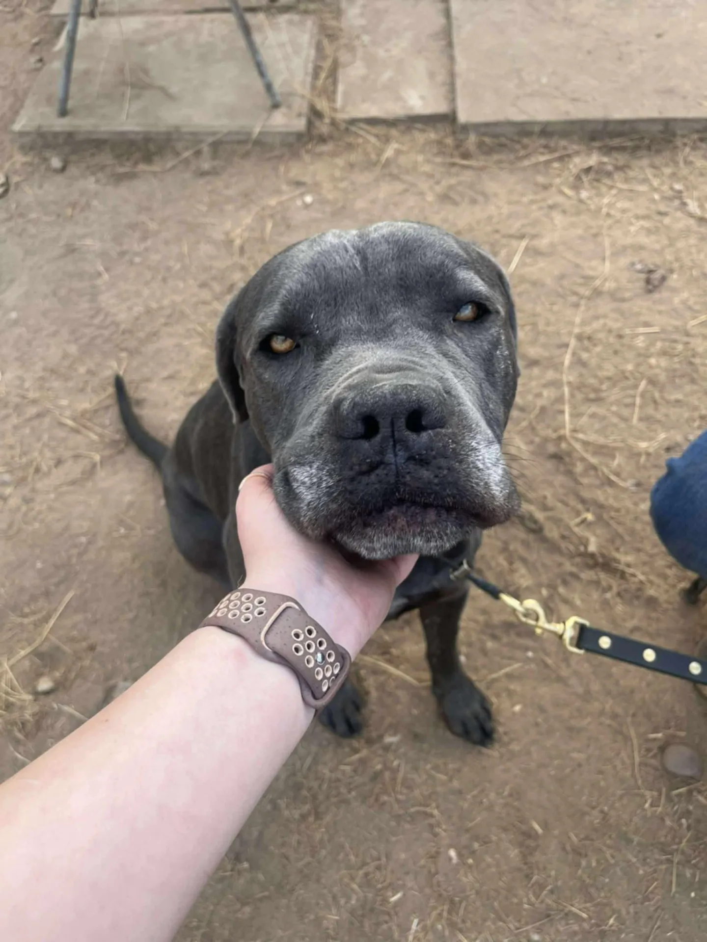 Skye — Cane Corso Cross
