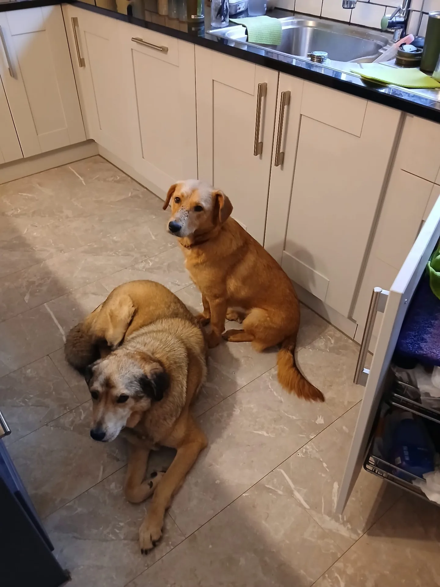 Bella — Cross-breed