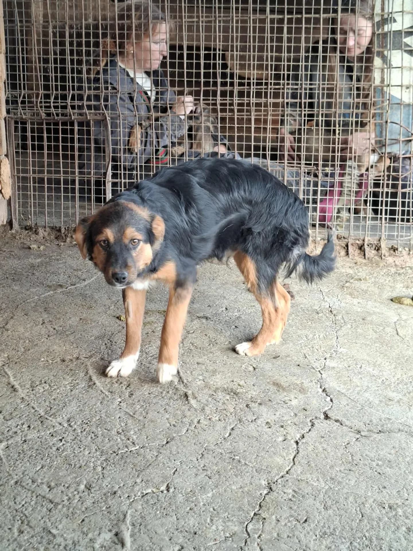 Sherman — Cross-breed