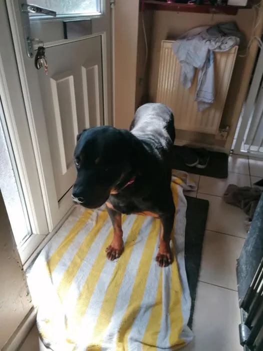 Tonic — Rottweiler