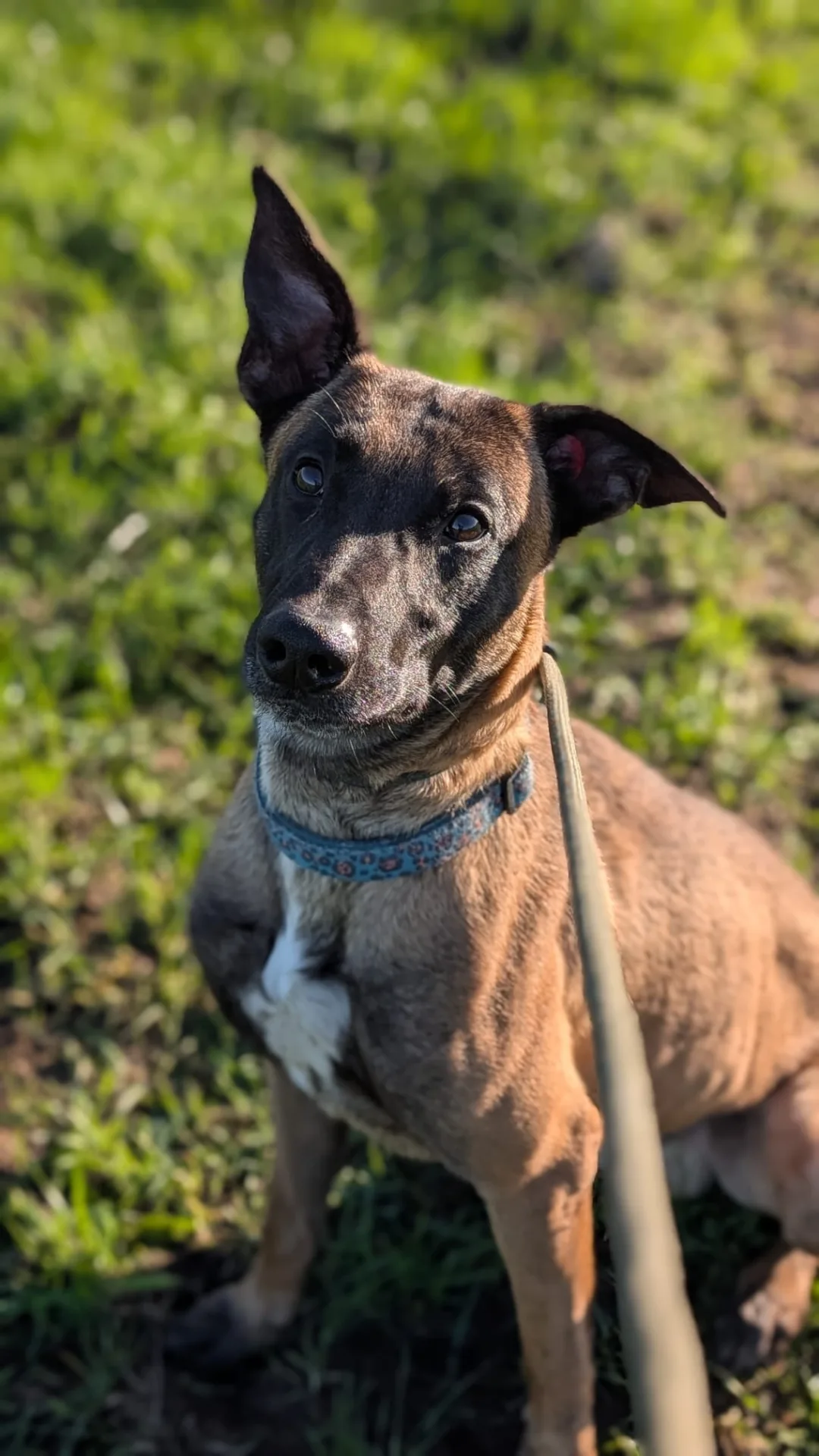 Hooch — Belgian Malinois