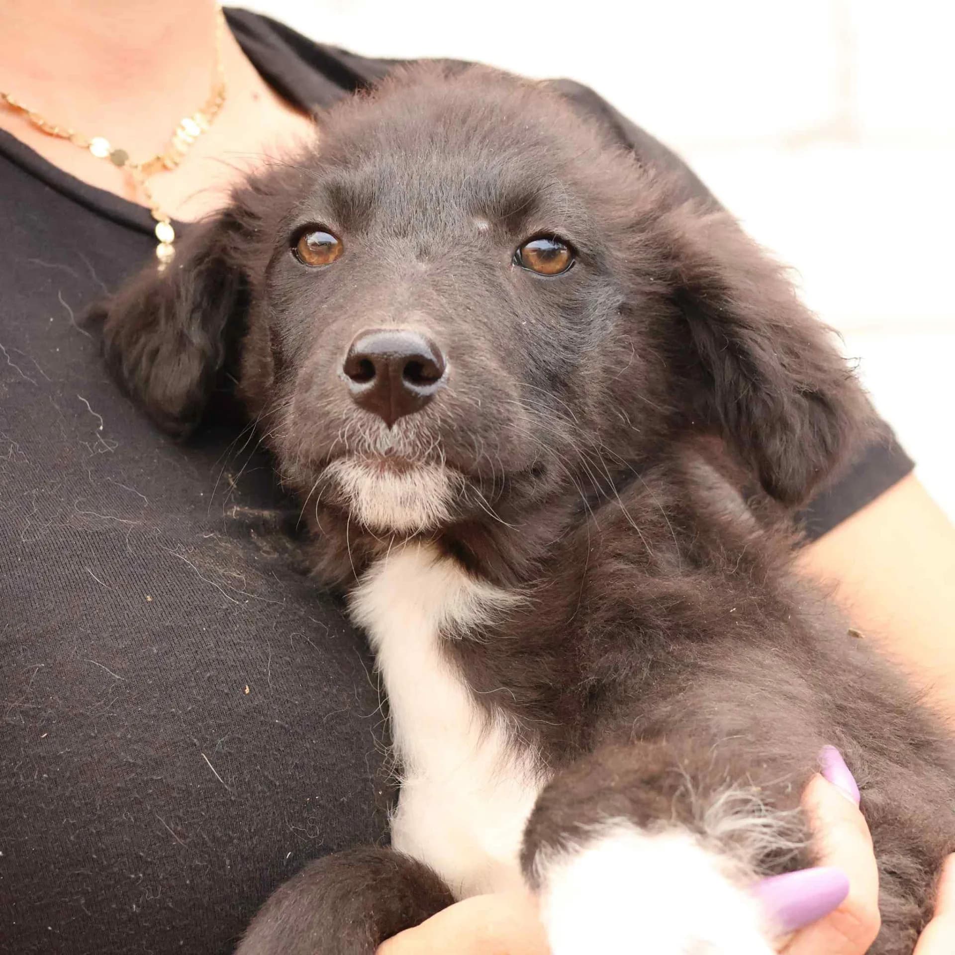 Pepper — Cross-breed